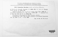 Cronartium flaccidum image